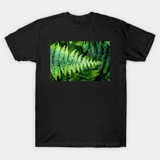 Ferns in the rain    I T-Shirt